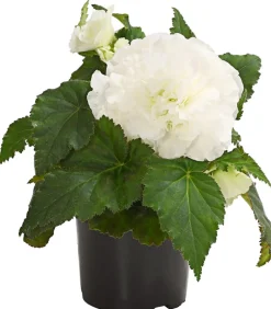 Knollenbegonie, verschiedene Farben