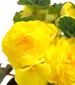 Knollenbegonie, verschiedene Farben