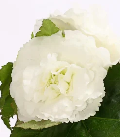 Knollenbegonie, verschiedene Farben