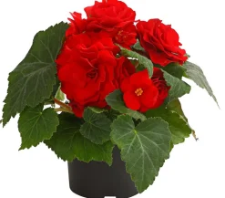 Knollenbegonie, verschiedene Farben