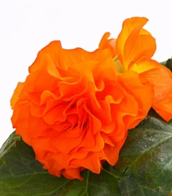 Knollenbegonie, verschiedene Farben