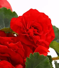 Knollenbegonie, verschiedene Farben