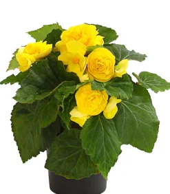 Knollenbegonie, verschiedene Farben