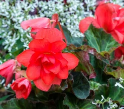 Knollenbegonie, verschiedene Farben