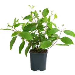 Knopfbusch