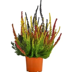 Knospenheide 'Sunset Fire®'