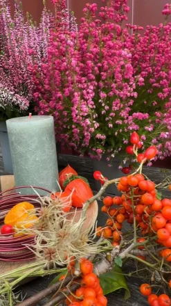 Knospenheide, verschiedene Farben