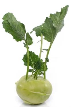 Kohlrabi, weiß, 12er Schale