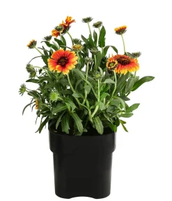 Kokardenblume, verschiedene Sorten