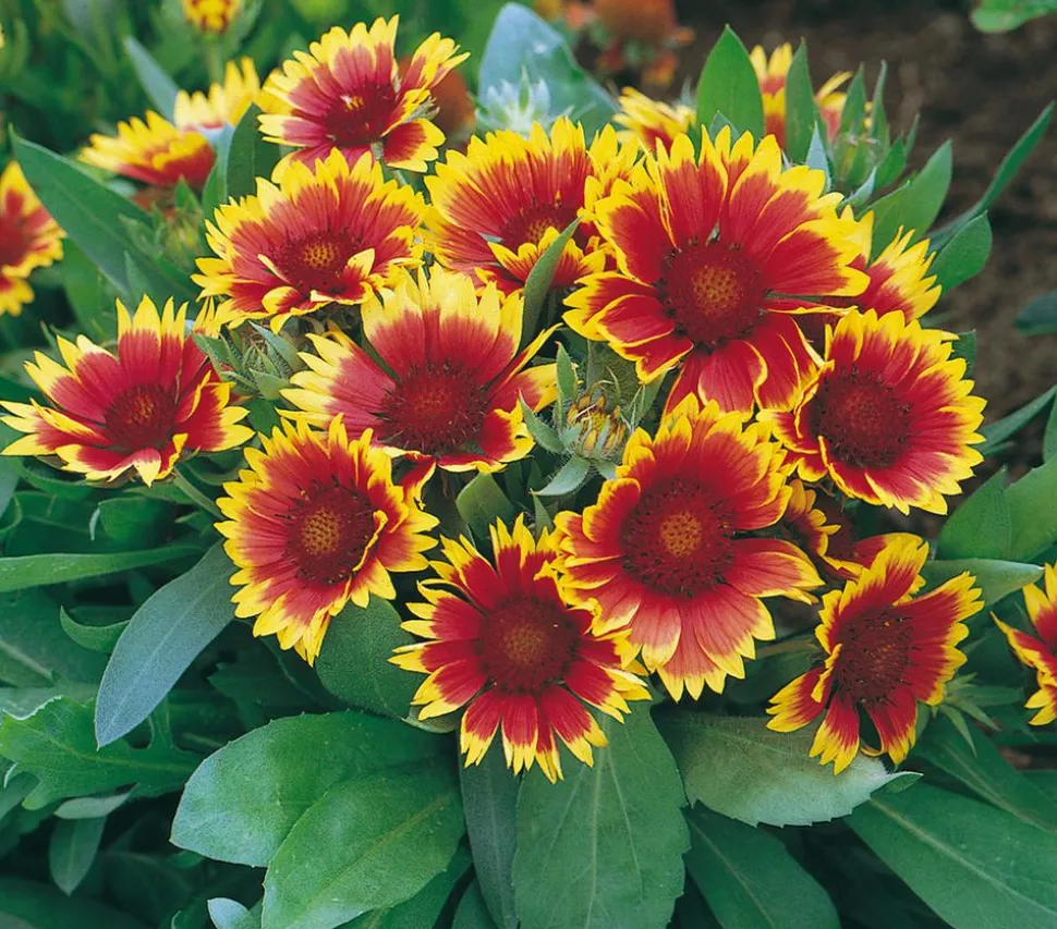 Kokardenblume, verschiedene Sorten