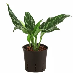 Kolbenfaden - Aglaonema 'Maria', Hydrokultur