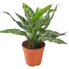 Kolbenfaden - Aglaonema