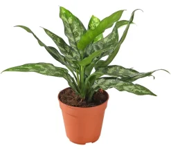 Kolbenfaden - Aglaonema