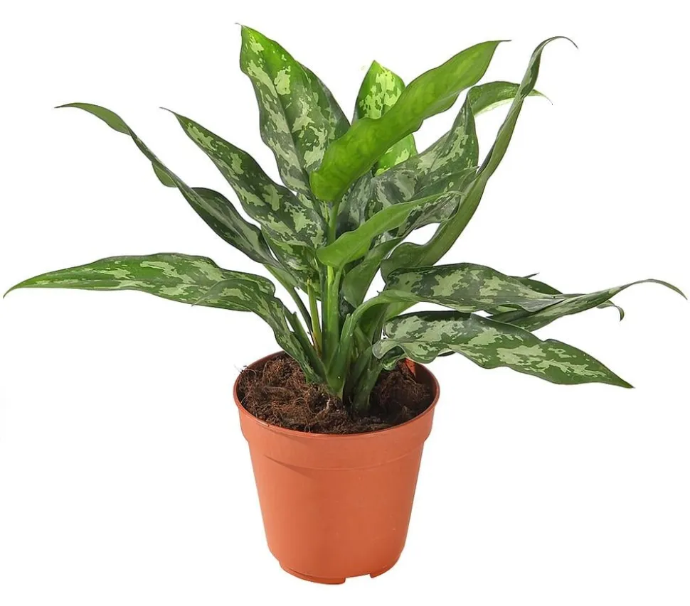 Kolbenfaden - Aglaonema