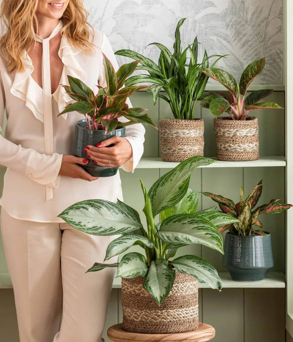 Kolbenfaden - Aglaonema commutatum 'Silver Bay'