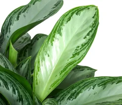 Kolbenfaden - Aglaonema commutatum 'Silver Bay', Hydrokultur