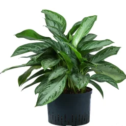 Kolbenfaden - Aglaonema commutatum 'Silver Bay', Hydrokultur