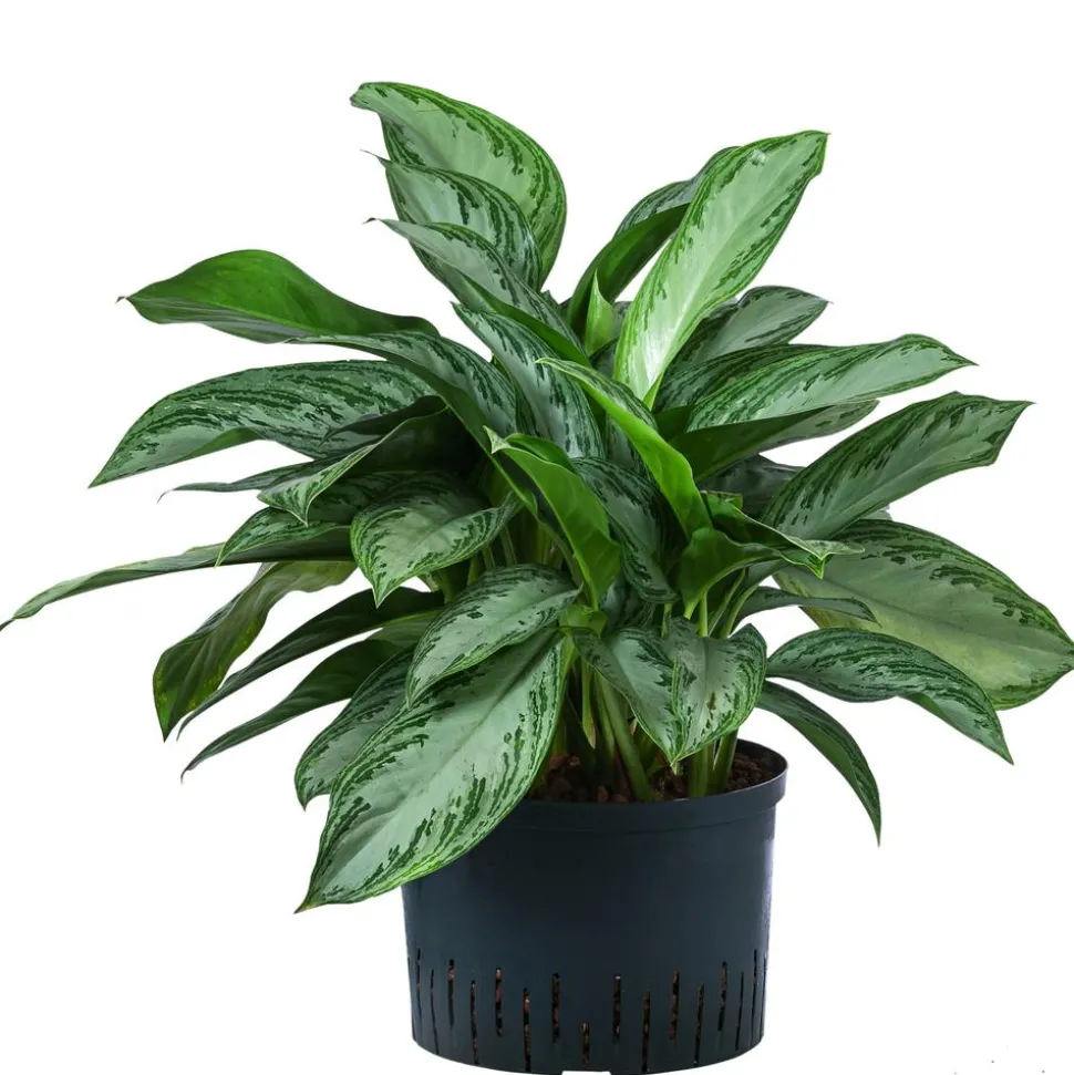 Kolbenfaden - Aglaonema commutatum 'Silver Bay', Hydrokultur