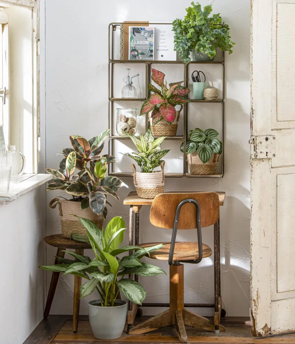 Kolbenfaden - Aglaonema commutatum 'Silver Bay', Hydrokultur