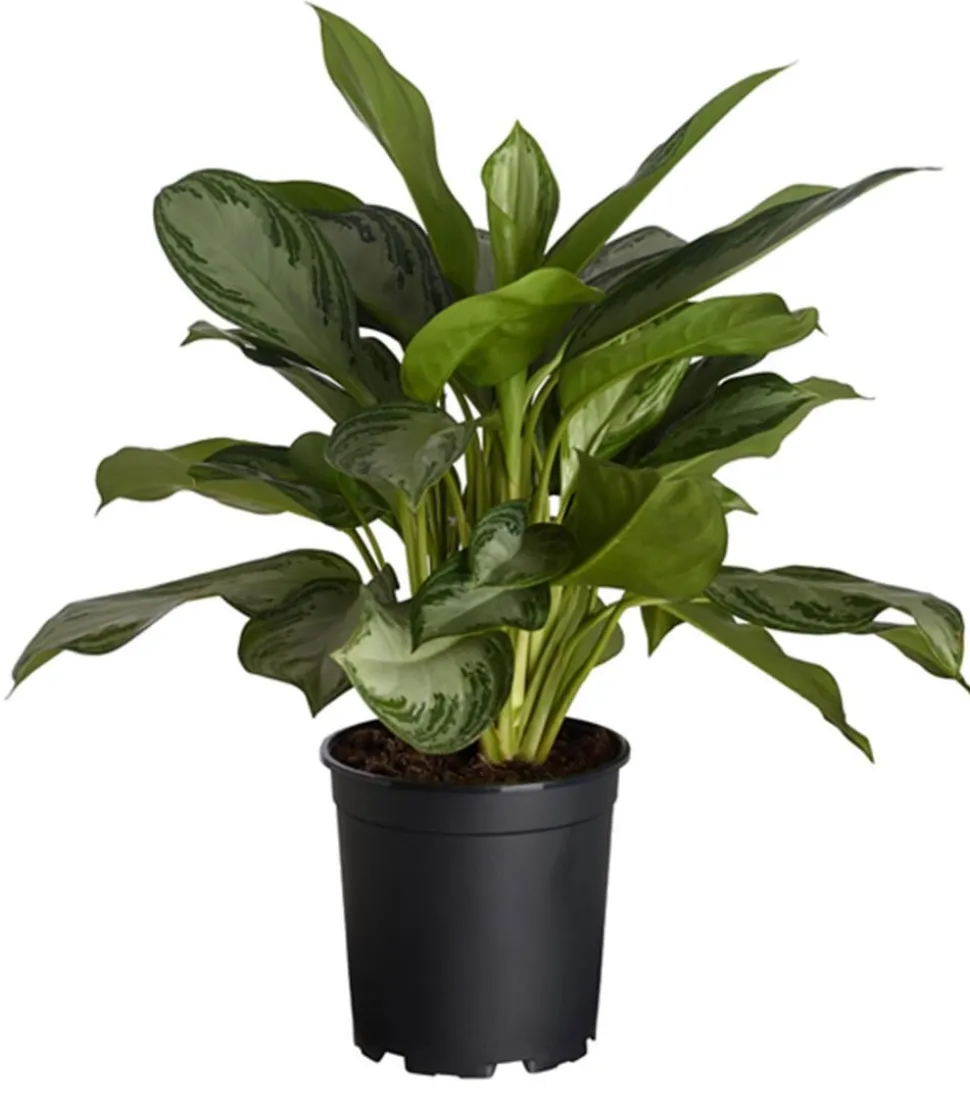 Kolbenfaden - Aglaonema commutatum 'Silver Bay'