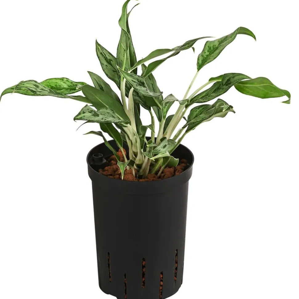 Kolbenfaden - Aglaonema 'Greyhound', Hydrokultur