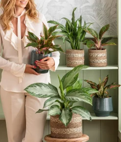 Kolbenfaden - Aglaonema 'Greyhound', Hydrokultur