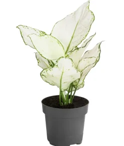 Kolbenfaden - Aglaonema 'White Joy'