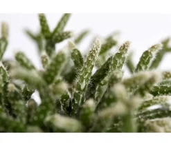 Korallenkaktus - Rhipsalis cassutha, verschiedene Sorten