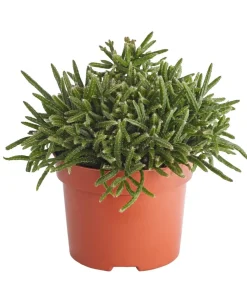Korallenkaktus - Rhipsalis cassutha, verschiedene Sorten