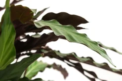 Korbmarante - Calathea cultivars, verschiedene Sorten