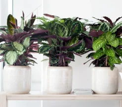 Korbmarante - Calathea cultivars, verschiedene Sorten
