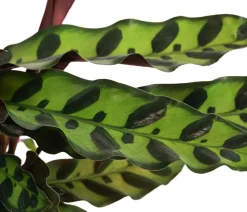Korbmarante - Calathea lancifolia