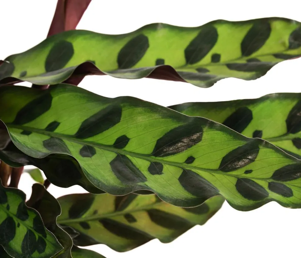 Korbmarante - Calathea lancifolia