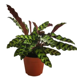 Korbmarante - Calathea lancifolia