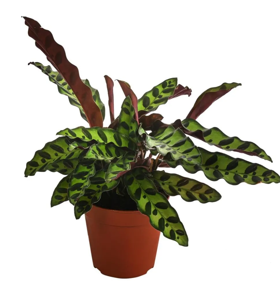 Korbmarante - Calathea lancifolia