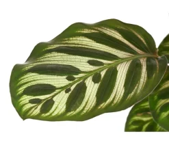Korbmarante - Calathea makoyana