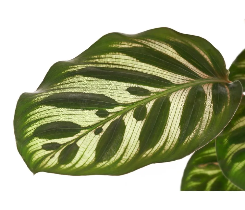 Korbmarante - Calathea makoyana