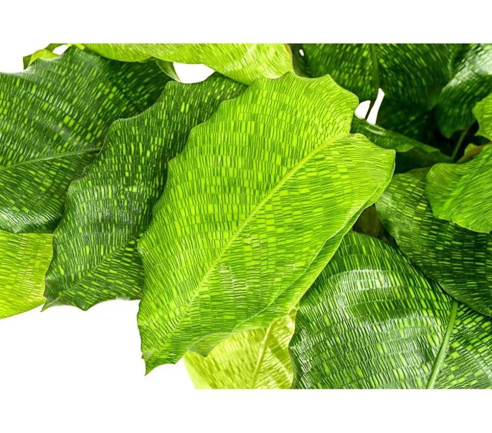 Korbmarante - Calathea mosaica