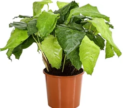 Korbmarante - Calathea mosaica