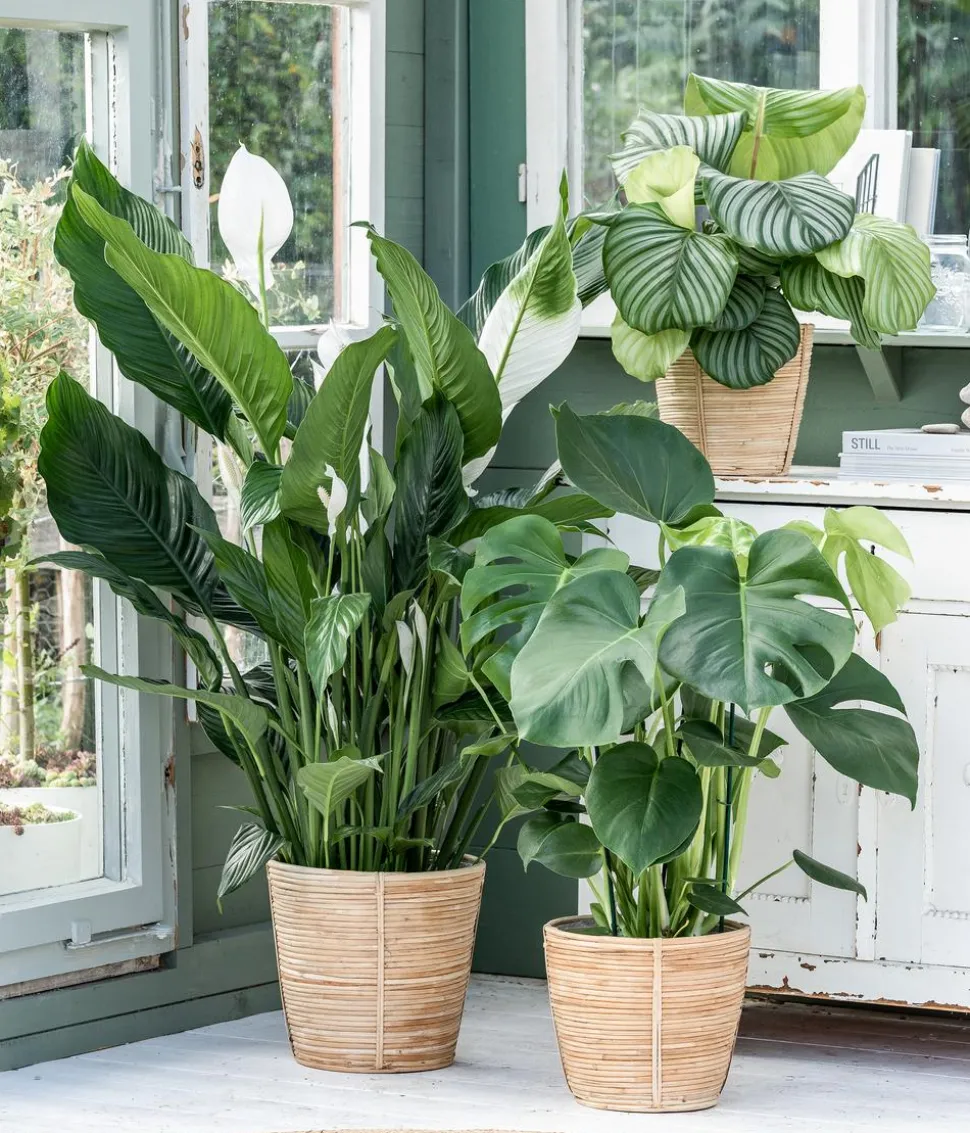 Korbmarante - Calathea orbifolia