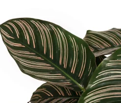 Korbmarante - Calathea ornata