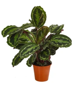 Korbmarante - Calathea roseopicta 'Medaillon'