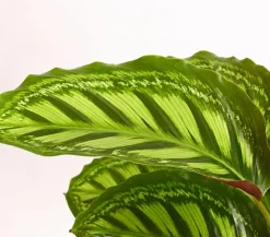 Korbmarante - Calathea roseopicta