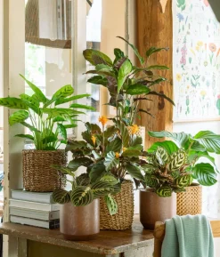 Korbmarante - Calathea rufibarba