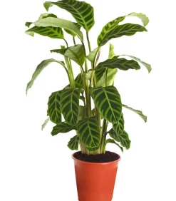 Korbmarante - Calathea zebrina