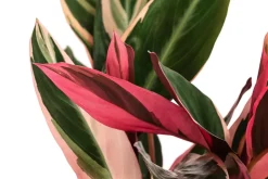 Korbmarante - Strohmanthe sanguinea 'Triostar'