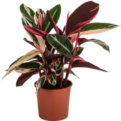 Korbmarante - Strohmanthe sanguinea 'Triostar'