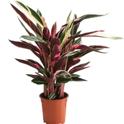 Korbmarante - Strohmanthe sanguinea 'Triostar'
