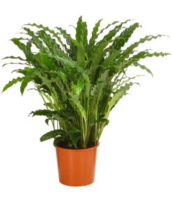 Korbmarante - Calathea 'Bluegrass'