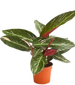 Korbmarante - Calathea cultivars, verschiedene Sorten